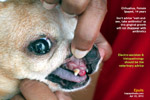 chihuahua, female, spayed, 14 years, epulis or gingival growth, toapayohvets,singapore