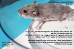 32-month-old dwarf hamster itchy ears - wax nodule deep inside 2 ears, toapayohvets, singapore