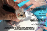 32-month-old dwarf hamster itchy ears - wax nodule deep inside 2 ears, toapayohvets, singapore