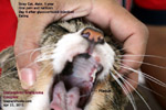 feline eosinophilic granuloma complex indolent ulcers cat toapayohvets, singapore