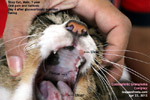 feline eosinophilic granuloma complex indolent ulcers cat toapayohvets, singapore