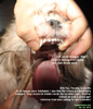 shih tzu spayed at 6 months. coprophagia. tonsils enlarged. toapayohvets, singapore