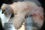 shih tzu spayed at 6 months. coprophagia. tonsils enlarged. toapayohvets, singapore