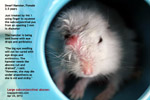 subconjunctival-abscess-old-dwarf-hamster-toapayohvets-singapore