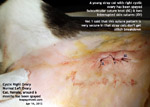 Uncommon case of cystic ovary in a young stray cat, spay, toapayohvets, singapore