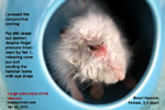 subconjunctival-abscess-old-dwarf-hamster-toapayohvets-singapore