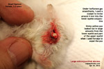 subconjunctival-abscess-old-dwarf-hamster-toapayohvets-singapore