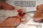 subconjunctival-abscess-old-dwarf-hamster-toapayohvets-singapore