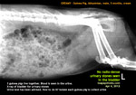 X-ray guinea pig young for urinary stones - one of three has blood in the urine, the 4th died, had bladder stones,toapayohvets