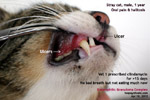 feline eosinophilic granuloma complex indolent ulcers cat toapayohvets, singapore