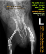 X-ray guinea pig young for urinary stones - one of three has blood in the urine, the 4th died, had bladder stones,toapayohvets