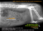X-ray guinea pig young for urinary stones - one of three has blood in the urine, the 4th died, had bladder stones,toapayohvets