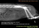 X-ray guinea pig young for urinary stones - one of three has blood in the urine, the 4th died, had bladder stones,toapayohvets