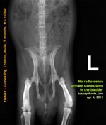 X-ray guinea pig young for urinary stones - one of three has blood in the urine, the 4th died, had bladder stones,toapayohvets