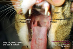 feline eosinophilic granuloma complex indolent ulcers cat toapayohvets, singapore