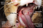 feline eosinophilic granuloma complex indolent ulcers cat toapayohvets, singapore