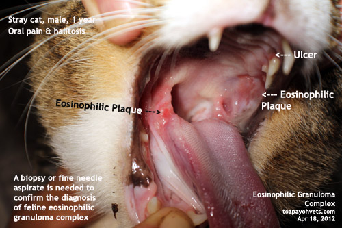 Eosinophilic Complex – Cat