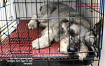 GME_Schnauzer_12years/granulomatous-meningo-encephalomyelitis-suspected-old-miniature-schnauzer-toapayohvets-singapore