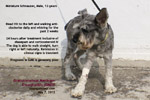 GME_Schnauzer_12years/granulomatous-meningo-encephalomyelitis-suspected-old-miniature-schnauzer-toapayohvets-singapore