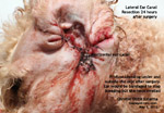 lateral ear canal resection surgery for smelly itchy years lasting 6 years, toapayohvets, singapore