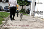 GME_Schnauzer_12years/granulomatous-meningo-encephalomyelitis-suspected-old-miniature-schnauzer-toapayohvets-singapore