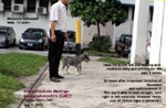 GME_Schnauzer_12years/granulomatous-meningo-encephalomyelitis-suspected-old-miniature-schnauzer-toapayohvets-singapore