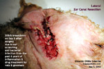 lateral ear canal resection surgery for smelly itchy years lasting 6 years, toapayohvets, singapore