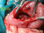 Adenocarcinoma tumour in bladder,urinary incontinence, dripping copious reddish brown blood, toapayohvets, singapore, beagle, male, 13 years