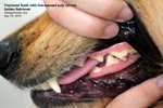 live pulp seen fractured tooth, young golden retriever, toapayohvets, singapore