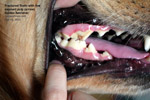 live pulp seen fractured tooth, young golden retriever, toapayohvets, singapore