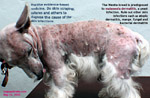 Westie's predisposed to malassezia dermatitits,hereditary craniomandibular osteopathy, toapayohvets, singapore