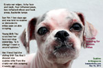 scabies-ringworm-young-female-shihtzu-toapayohvets-singapore