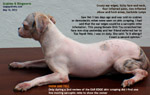 scabies-ringworm-young-female-shihtzu-toapayohvets-singapore