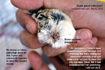 roboroskvi hamster scent gland bite wound infection toapayohvets singapore