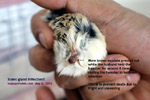 roboroskvi hamster scent gland bite wound infection toapayohvets singapore