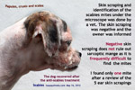 scabies-ringworm-young-female-shihtzu-toapayohvets-singapore