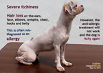 scabies-ringworm-young-female-shihtzu-toapayohvets-singapore