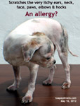 scabies-ringworm-young-female-shihtzu-toapayohvets-singapore