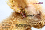 lateral ear canal resection surgery for smelly itchy years lasting 6 years, toapayohvets, singapore