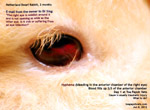 hyphema - bleeding right chamber of eye, netherland rabbit, 2 months