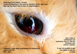 hyphema - bleeding right chamber of eye, netherland rabbit, 2 months