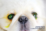 Pekinese, first-time corneal ulcer, 3 days, toapayohvets, singapore