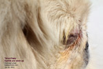 Pekinese, first-time corneal ulcer, 3 days, toapayohvets, singapore