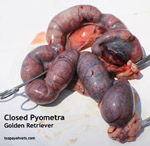 closed pyometra, golden retriever, toapayohvets