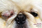 Pekinese, first-time corneal ulcer, 3 days, toapayohvets, singapore