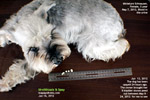 Female Schnauzer, struvite bladder stones, catherisation, urethral, toapayohvets, singapore