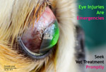 Pekinese, first-time corneal ulcer, 3 days, toapayohvets, singapore