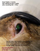 rabbit eye corneal ulcer seen when fluorescein stain is applied
