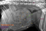 closed pyometra, golden retriever, toapayohvets