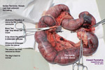 closed pyometra, golden retriever, toapayohvets